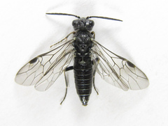 Dolerus genucinctus