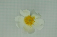 Rosa bracteata