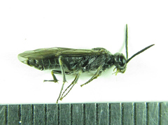 Dolerus genucinctus