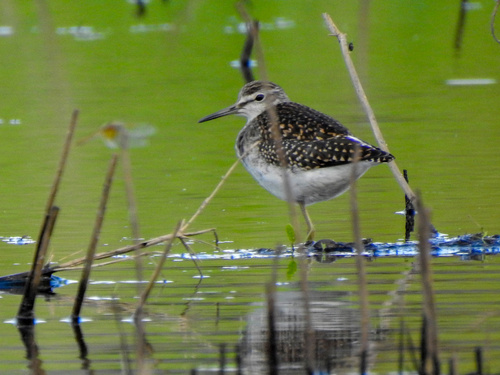 Wood Sandpiper