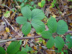 Rubus wirralensis