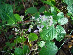 Rubus wirralensis