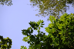 Trichilia tuberculata