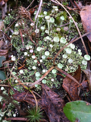 Cladonia coccifera