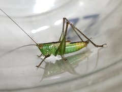 Conocephalus cinereus