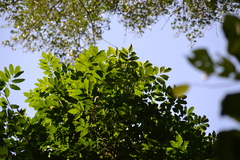 Trichilia tuberculata