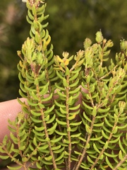 Agathosma blaerioides