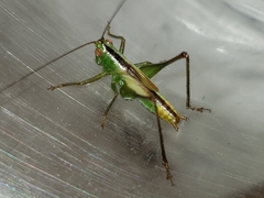Conocephalus cinereus