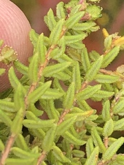 Agathosma blaerioides