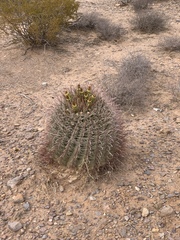 Ferocactus wislizeni