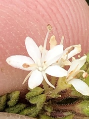 Agathosma blaerioides