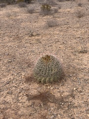 Ferocactus wislizeni