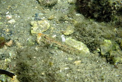 Istigobius hoesei