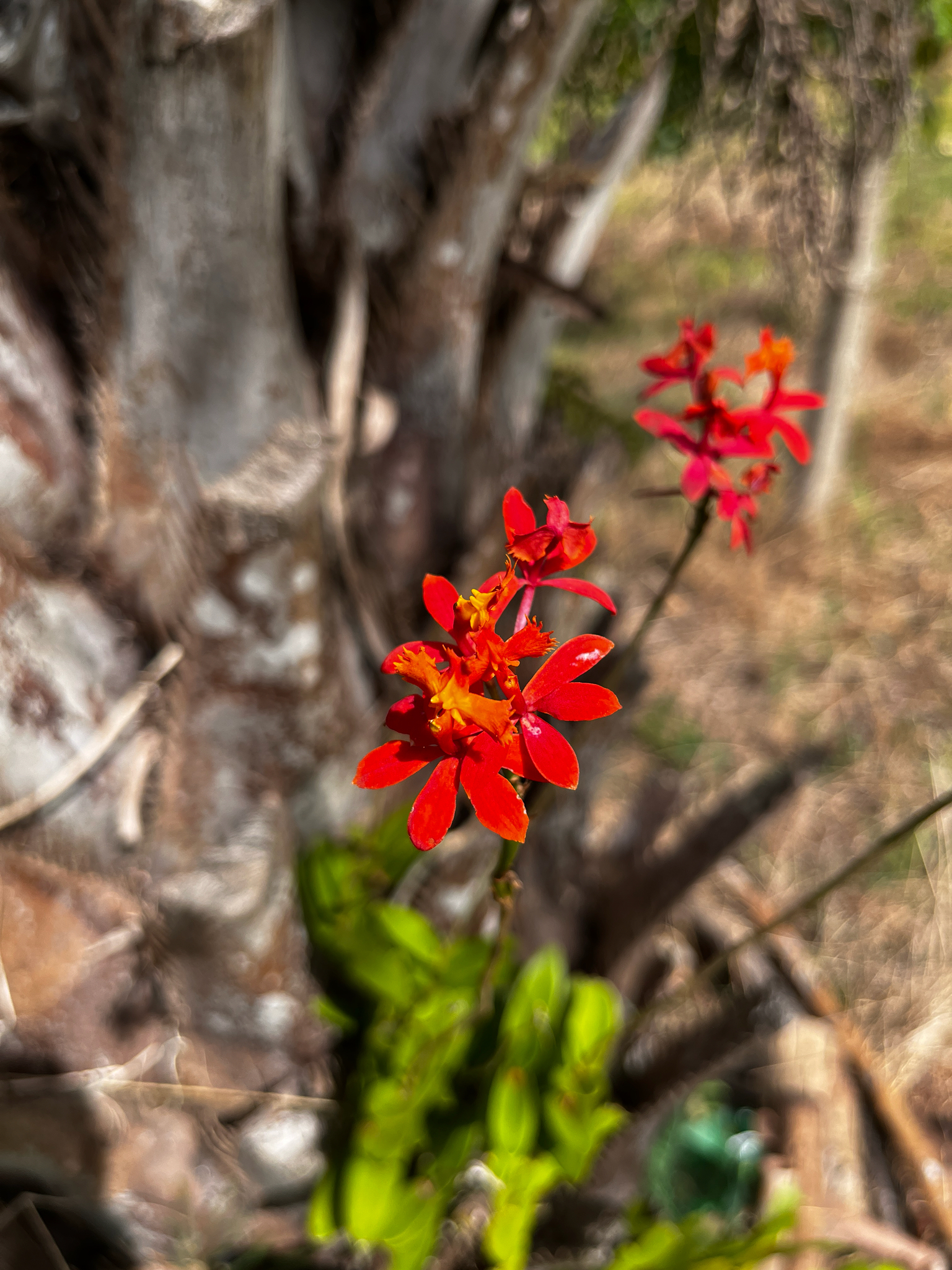 Epidendrum fulgens