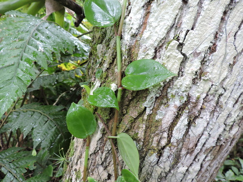 Peperomia nitida, photograph 6