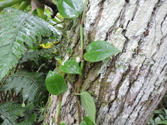 Peperomia nitida, photograph Fabrício Mil Homens Riella, CC BY, iNaturalist via GBIF