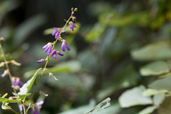 Licheng Shih, CC BY, iNaturalist via GBIF Puhuaea sequax, photograph Licheng Shih, CC BY, iNaturalist via GBIF