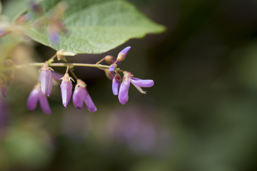 Puhuaea sequax, photograph 2