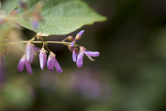 Licheng Shih, CC BY, iNaturalist via GBIF Puhuaea sequax, photograph Licheng Shih, CC BY, iNaturalist via GBIF