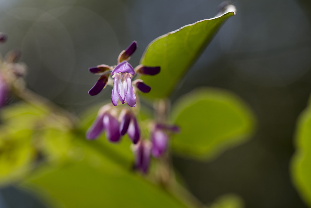 Puhuaea sequax; photograph Licheng Shih, CC BY, iNaturalist via GBIF