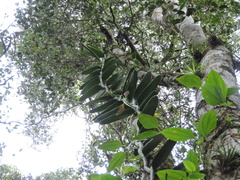 Vanilla chamissonis