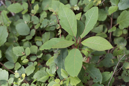 Sassafras randaiense, photograph 4