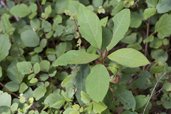 Sassafras randaiense, photograph (c) Licheng Shih, some rights reserved (CC BY)