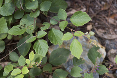 Licheng Shih, CC BY, iNaturalist via GBIF Puhuaea sequax, photograph Licheng Shih, CC BY, iNaturalist via GBIF