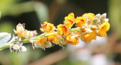 Callistachys lanceolata