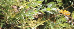 Callistachys lanceolata