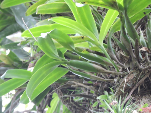 Prosthechea vespa, photograph 2