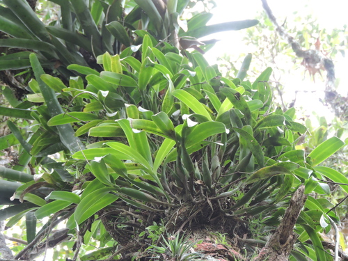 Wasp Appendage Orchid (Prosthechea vespa)