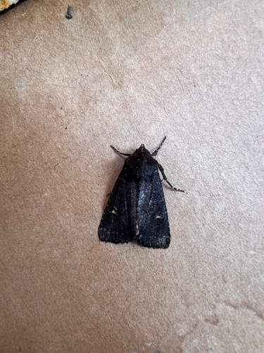 Dusky Apamea Moth photo 2