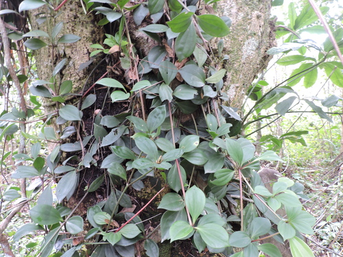 Peperomia pereskiifolia, photograph 5