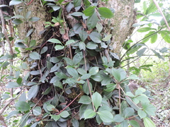 Peperomia pereskiifolia, photograph (c) Fabrício Mil Homens Riella, some rights reserved (CC BY)