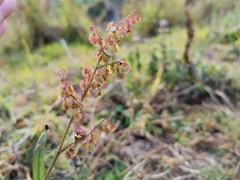Rumex abyssinicus