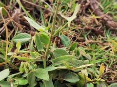 Rumex abyssinicus