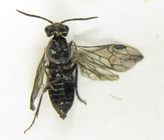 Dolerus genucinctus