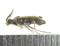 Dolerus genucinctus