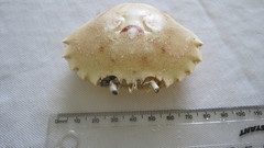 Ovalipes trimaculatus