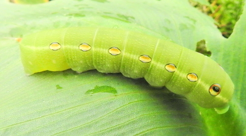 Cape Hawkmoth