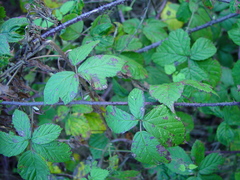 Rubus tuberculatus