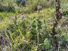 Desmodium intortum