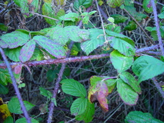 Rubus tuberculatus