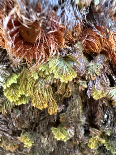 Hymenophyllum obtusum observed 2025-09-03