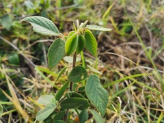 Desmodium intortum