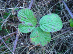 Rubus tuberculatus