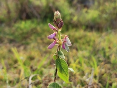 Desmodium intortum