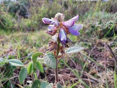 Desmodium intortum