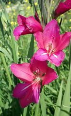 Gladiolus communis byzantinus